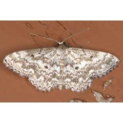 /filer/webapps/moths/media/images/I/inscriptata_Scopula_A_Heyns_01.jpg