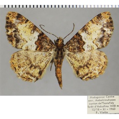 /filer/webapps/moths/media/images/C/cowani_Xylopteryx_AM_ZSMa.jpg