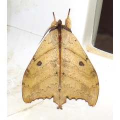 /filer/webapps/moths/media/images/I/integra_Pseudobarobata_M_Bergsma.jpg