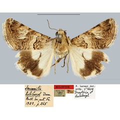 /filer/webapps/moths/media/images/H/habibazel_Leucanitis_HT_MNHN.jpg