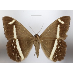 /filer/webapps/moths/media/images/L/latona_Cyligramma_A_MGCLb_01.JPG