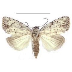 /filer/webapps/moths/media/images/X/xantholeuca_Ezishnola_AM_ANHRT_01.jpg