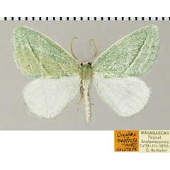 /filer/webapps/moths/media/images/N/neglecta_Omphax_HT_ZSM_01.jpg