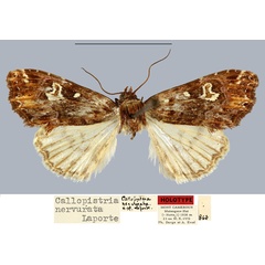 /filer/webapps/moths/media/images/N/nervurata_Callopistria_HT_MNHN.jpg