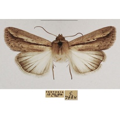 /filer/webapps/moths/media/images/M/melianoides_Mythimna_AM_TMSA_01.jpg