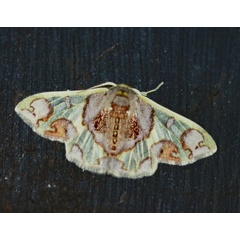 /filer/webapps/moths/media/images/E/epicydra_Archichlora_A_Roland_01.jpg