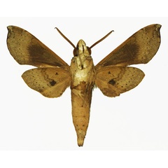 /filer/webapps/moths/media/images/P/peckoveri_Temnora_AM_Basquinb.jpg