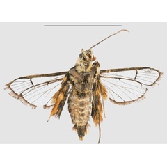/filer/webapps/moths/media/images/C/congoensis_Crinipus_PTM_RMCAb.jpg
