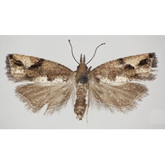 /filer/webapps/moths/media/images/C/cremastropis_Megaherpystis_AF_NHMO.jpg