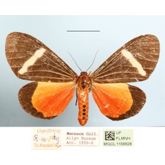 /filer/webapps/moths/media/images/A/ansorgei_Neuroxena_A_MGCLa_01.jpg