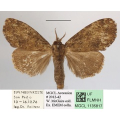 /filer/webapps/moths/media/images/D/disjuncta_Belisaria_A_MGCLa_01.JPG