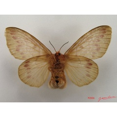 /filer/webapps/moths/media/images/N/nigrivenis_Lechriolepis_AF_Albertb_01.jpg