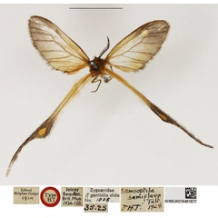 /filer/webapps/moths/media/images/S/semiflava_Semioptila_HT_NHMUK.jpg