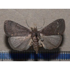 /filer/webapps/moths/media/images/N/nodosalis_Nodaria_A_Goff_01.jpg