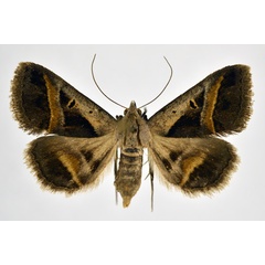 /filer/webapps/moths/media/images/T/trimeni_Acantholipes_A_NHMO_02.jpg