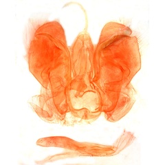 /filer/webapps/moths/media/images/L/littoralis_Spodoptera_GM_Berio-4320.jpg