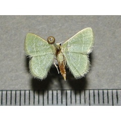 /filer/webapps/moths/media/images/A/approximans_Idiochlora_A_Goff.jpg