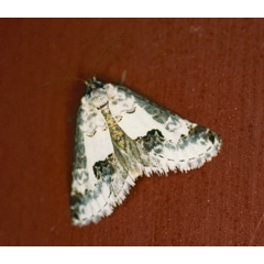 /filer/webapps/moths/media/images/P/pienaari_Euterpiodes_A_Roland_01_wX7qpHr.jpg