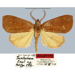 /filer/webapps/moths/media/images/L/linos_Paralephana_HT_MNHN.jpg