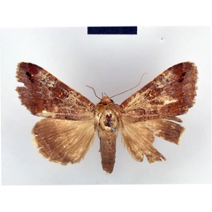 /filer/webapps/moths/media/images/L/limula_Epistona_HT_ZMHB.jpg