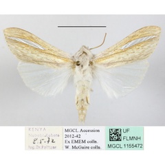 /filer/webapps/moths/media/images/A/argentivitta_Cucullia_A_MGCLa_01.JPG