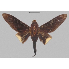 /filer/webapps/moths/media/images/C/cassandra_Oplometa_AM_RMCA.jpg