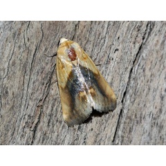 /filer/webapps/moths/media/images/A/aureola_Emmelia_A_Roland_01_4DHYjQf.jpg
