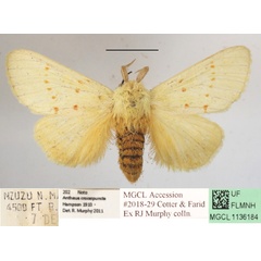 /filer/webapps/moths/media/images/A/albida_Antheua_A_MGCLa_02.JPG