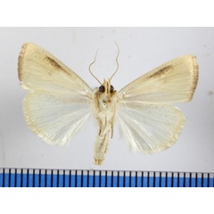 /filer/webapps/moths/media/images/D/dinarodes_Pardoxia_A_MGCLb_01.JPG