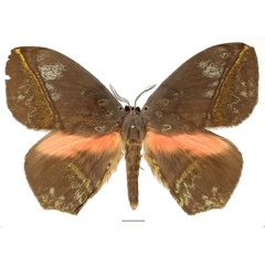 /filer/webapps/moths/media/images/S/salmonea_Acrojana_AM_Basquin_02.jpg