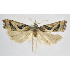 /filer/webapps/moths/media/images/E/exoterica_Cochylimorpha_AM_NHMO.jpg