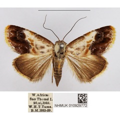 /filer/webapps/moths/media/images/P/purpurascens_Negeta_AM_NHMUK.jpg