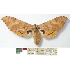 /filer/webapps/moths/media/images/A/abyssinicus_Smerinthus_HT_MNHN.jpg