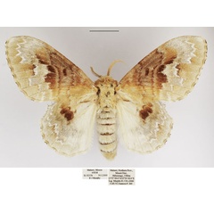 /filer/webapps/moths/media/images/C/clementsi_Schausinna_AF_TMSA.jpg