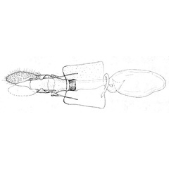 /filer/webapps/moths/media/images/C/clyster_Plinthograptis_GFHT_ISEA.jpg