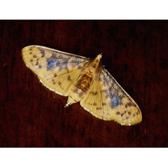 /filer/webapps/moths/media/images/H/hirsutalis_Ghesquierellana_A_Roland_07.jpg