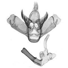 /filer/webapps/moths/media/images/M/moa_Palaeugoa_GMHT_ANHRT_5019.jpg