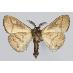 /filer/webapps/moths/media/images/I/itremo_Masoandro_AM_Golovizinb.jpg