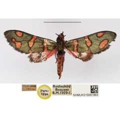 /filer/webapps/moths/media/images/A/amoena_Arniocera_PT_NHMUK_02.jpg