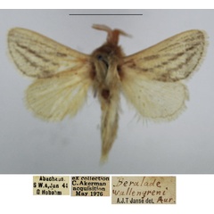 /filer/webapps/moths/media/images/W/wallengreni_Beralade_AM_TMSA_01.jpg