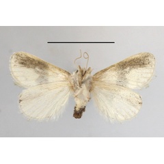 /filer/webapps/moths/media/images/L/luxuriosa_Niphadolepis_A_MGCLb_01.JPG