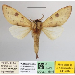/filer/webapps/moths/media/images/C/citrina_Janthinisca_A_MGCLa_01.JPG