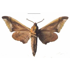 /filer/webapps/moths/media/images/R/rhadamistus_Oplerclanis_AM_EMEM_01b.jpg