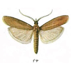 /filer/webapps/moths/media/images/V/validella_Maliarpha_HT_Zerny_1-14.jpg