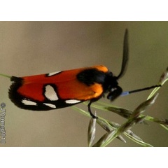 /filer/webapps/moths/media/images/V/vicina_Caffricola_A_Young.jpg