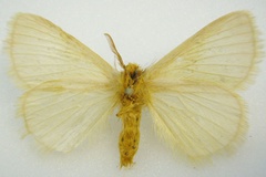 Phiala incana
