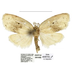 /filer/webapps/moths/media/images/E/elegans_Spatulosia_HT_ANHRT.jpg