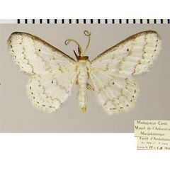 /filer/webapps/moths/media/images/R/roezaria_Scopula_AM_ZSMa.jpg