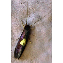 /filer/webapps/moths/media/images/C/chrysophthalma_Wegneria_A_Riddella.jpg