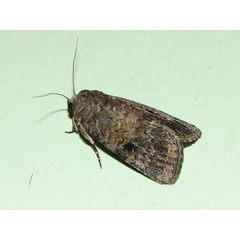 /filer/webapps/moths/media/images/T/triturata_Spodoptera_A_Goff_02.jpg